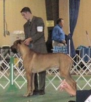 American Bulldog Breeder in  Michigan